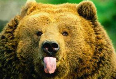 Limba