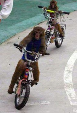 Cu Bicicleta