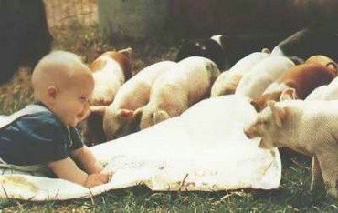 Copilul Intre Porci