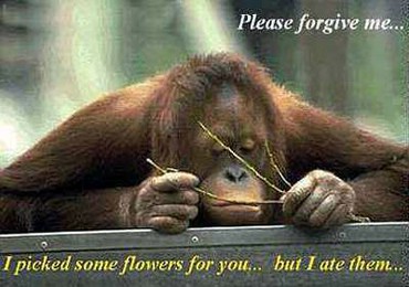 Please Forgive Me
