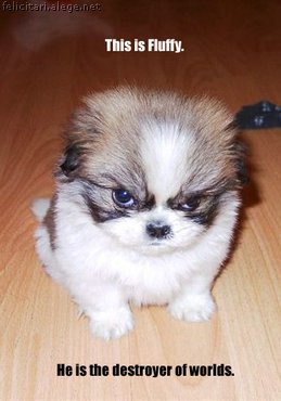 Killer dog