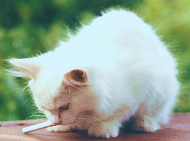 Funny cat