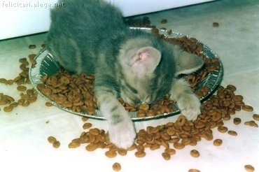 Tired kitten