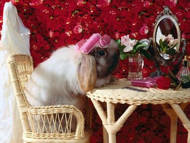 Bunnies