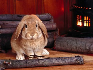 Bunnies