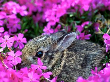 Bunnies