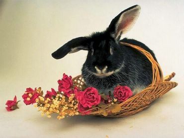 Bunnies