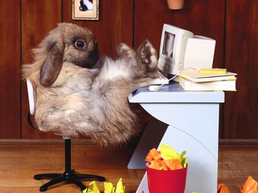 Bunnies