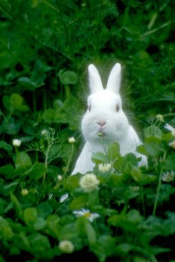 Bunnies