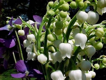 Lily Of The Valley