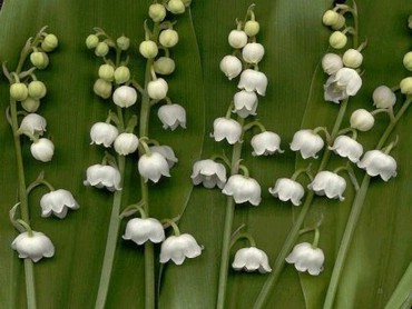 Lily Of The Valley