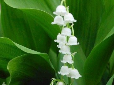 Lily Of The Valley