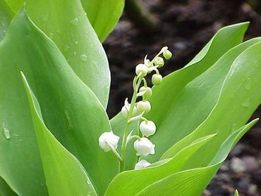 Lily Of The Valley