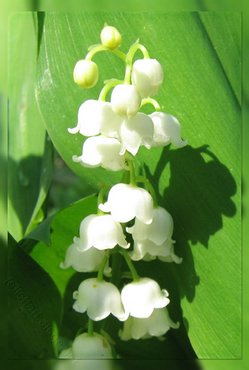 Lily Of The Valley