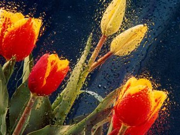 Tulips