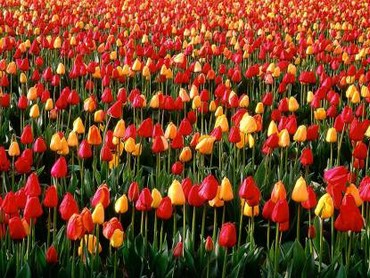 Tulips