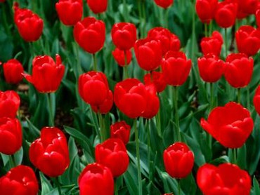 Tulips