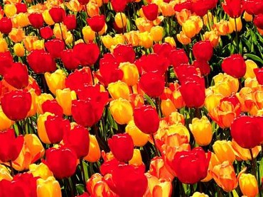Tulips