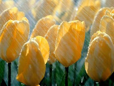 Tulips