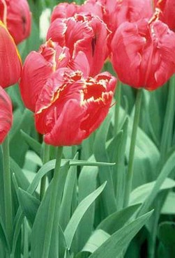 Tulips