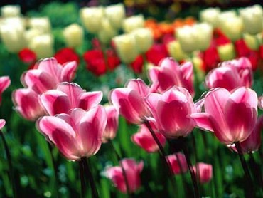 Tulips