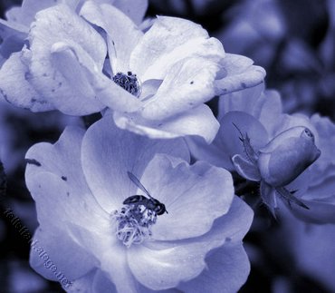 Blue Roses