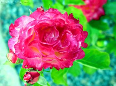 Rose