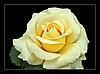 Yellow rose
