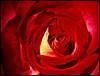 Trandafir Rosu Cu Foc