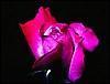 Trandafir Roz-rosu