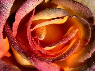 Roses