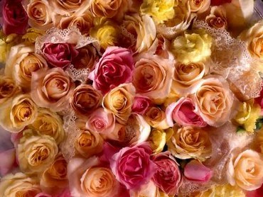 Roses