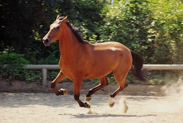 Cal Alergand