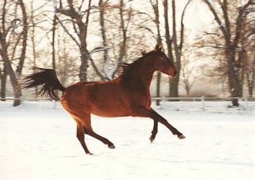 Cal Alergand Iarna