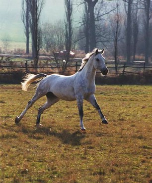 Cal Alb Alergand