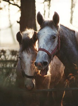Horses