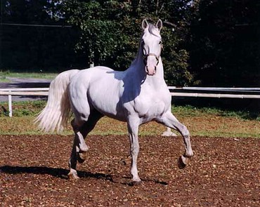 Horses