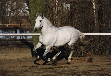 Horses