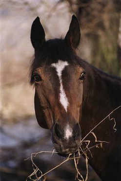La Masa