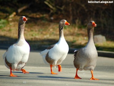 Afternoon Waddle
