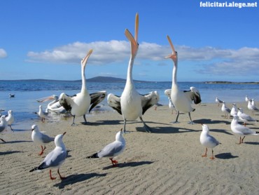 Birds
