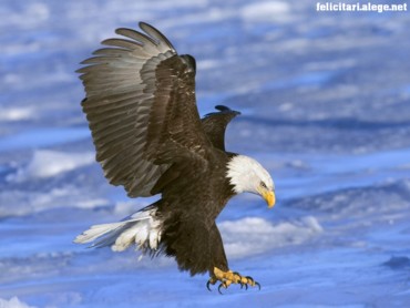 Bald Eagle in Flight