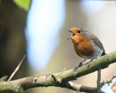 Bird on branch