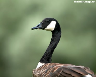 Goose