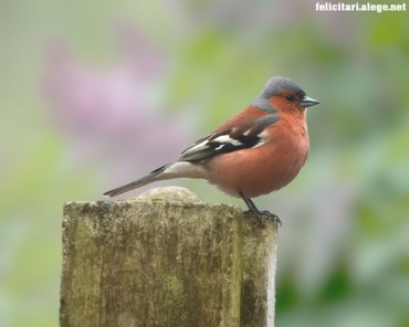 Little bird on tree