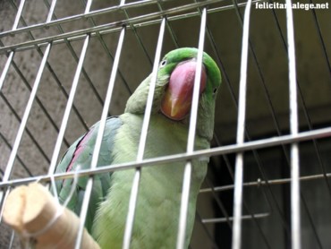 Nice parrot