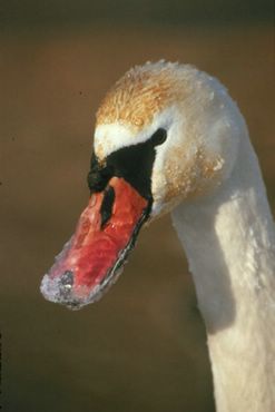 Lebada