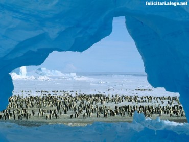 Penguins
