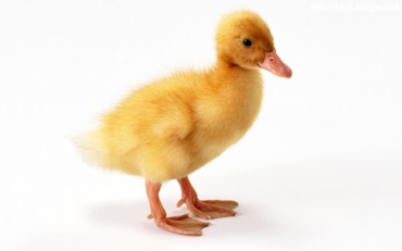 Quack quack