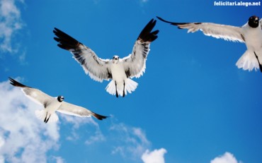 Seagulls Attack